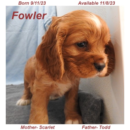 puppy, for, sale, Cockilear, Joe & Cherri  Overlease, dog, breeder, Miller, MO, dog-breeder, puppy-for-sale, forsale, nearby, find, puppyfind, locator, puppylocator, aca